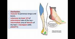 Common Peroneal and Tibial nerves - Dr. Ahmed Farid
