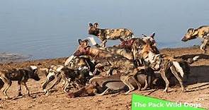 The Pack Wild Dogs (Nature/Wildlife Documentary)