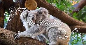 Les koalas - emission par les enfants - AnimauxNature (petit exposé scolaire)