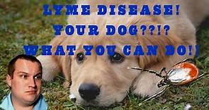 Vet Explains| Borrelia Burgdorferi | Lyme disease in Dogs| Deer Ticks and the Lyme vaccine,