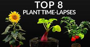 384 Days in 8 Minutes - TOP 8 Plant Growing Time-lapses