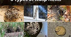 6 Types of Wasp Nests: Identification, Photos, 6 Things to Know » The Buginator