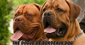 The Dogue de Bordeaux Dog