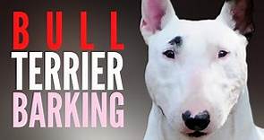 Bull Terrier Barking And Howling (Original Version). Barking Dog Gets Trained To Be Quiet