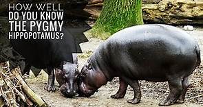 Pygmy hippopotamus || Description, Characteristics and Facts!