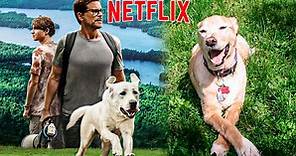 “Perro perdido”: la historia real de la película más vista en Netflix y que hace llorar a miles