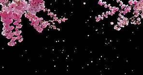 Cherry Blossom Tree with Falling Petals on Transparent Background - Stock Video