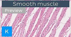Smooth muscle: location and cells (preview) - Human Histology | Kenhub