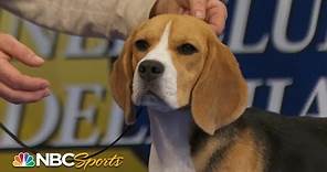 National Dog Show 2023: Hound Group (Full Judging) | NBC Sports