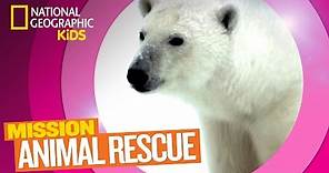 Polar Bears and How to Save Them | Mission Animal Rescue