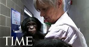 Bonobos: One Of Humankind’s Closest Relatives & What They Can Teach Us | TIME