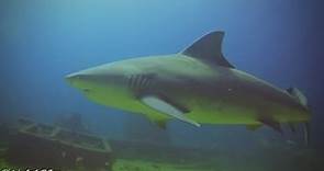 5 cosas fascinantes del Tiburón Toro
