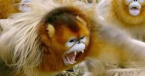 Así pelean y se aparean los monos dorados de nariz chata | National Geographic España