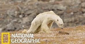 令人鼻酸的「皮包骨」北極熊 (更新版)《國家地理》雜誌