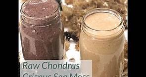Raw Chondrus Crispus Sea Moss