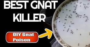 Best Gnat Killer How to get rid of gnats & fruit flies
