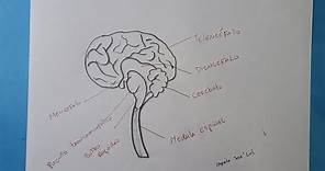¿Cómo dibujar el sistema nervioso central? | HD