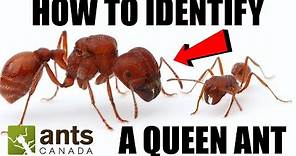 How To Identify a Queen Ant