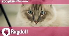 Ritratto della razza felina Ragdoll: carattere, aspetto & alimentazione