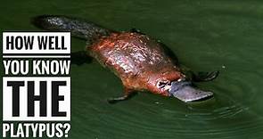 Platypus || Description, Characteristics and Facts!
