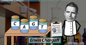 Erwin Chargaff's Experiment | Overview, Discoveries & Rules