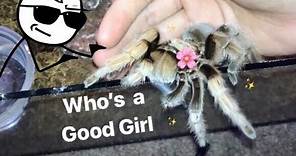MEET all my FRIENDLY TARANTULAS !!! [Best beginner tarantula?]