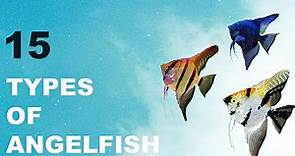 Types Of Angelfish | kru_aquatics