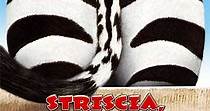 Striscia, una zebra alla riscossa