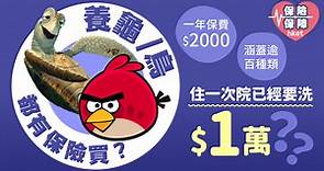 養龜／鳥都有保險買？一年保費$2000（附最多人投保品種） - 香港經濟日報 - 理財 - 財富管理 - 保險
