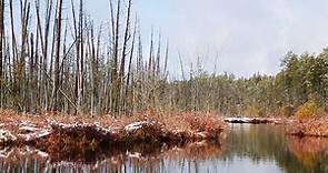 Ode to Winter - Pinelands National Reserve