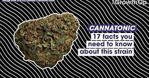 17 facts you need to know about Cannatonic | Strain Facts