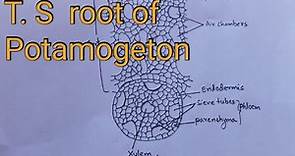 T.S root of potamogeton/ practical diagram/ botany