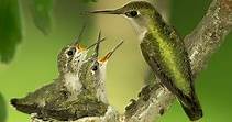 Hummingbird Nests 101: A Beginner's Guide