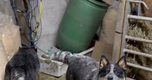 Farm Dogs Living The Best Life - Blue Heelers - Cattle Dogs Lady & Bandit #doglover