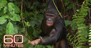 Bonobos | 60 Minutes Archive