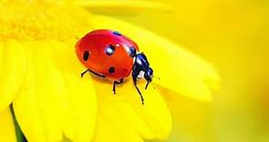 2 HOURS ULTIMATE SPRING BUGS & INSECTS STRESS RELIEF CLASSICAL MUSIC FOR CALMING AMBIENCE AND STUDY