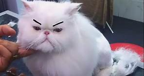 Grumpy Cats Video Compilation 2020