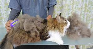 ファーミネーターで長毛種の大型猫がとてつもない量の抜け毛を排出する瞬間が最高に気持ち良い！【ボス吉 FURminator】