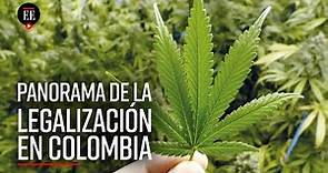 420: ¿cuál es el panorama legal del consumo recreativo de marihuana en Colombia? - El Espectador