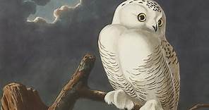 How Audubon’s Birds of America Changed Natural History
