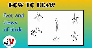 feet and claws of birds drawing|how to draw claws|different types of feet and claws of birds drawing