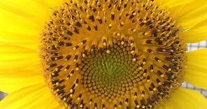 2016 向日葵生長 完全過程 Sunflower full-grown process ひまわり girasol tournesol
