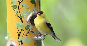 American Goldfinch Song: The Most Beautiful Bird Song in the World