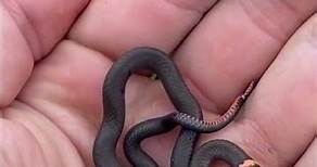 Cute Baby Snake!