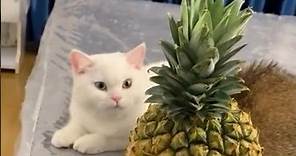Pineapple Cat 😺 #cat #nature #animals #funny