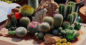 100 Diferentes tipos de Cactus Con sus Nombres ! Tal vez encuentres tu cactus aquí 🌵😍.
