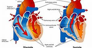 Learn How the Heart Beats in the Phases of the Cardiac Cycle