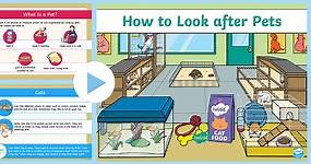 KS1 How to Look after Pets PowerPoint