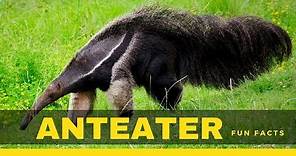 Anteater facts for kids – True information you don’t know
