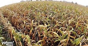 Corn and soybean prices surge near record highs
